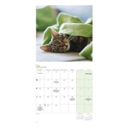 Carousel Calendars Cat Naps Kediler 2027 Mini Duvar Takvimi - 2