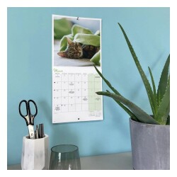 Carousel Calendars Cat Naps Kediler 2027 Mini Duvar Takvimi - 6