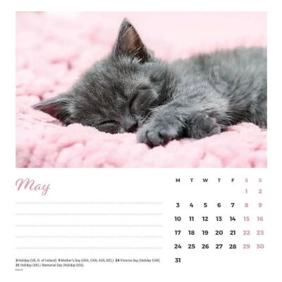 Carousel Calendars Cat Naps Kediler 2027 Spiralli Masa Takvimi - 3