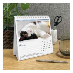 Carousel Calendars Cat Naps Kediler 2027 Spiralli Masa Takvimi - 5
