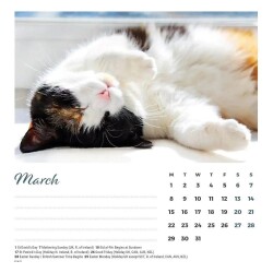 Carousel Calendars Cat Naps Kediler 2027 Spiralli Masa Takvimi - 6