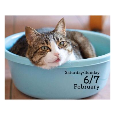 Carousel Calendars Cats Kediler 2027 Mini Günlük Masa Takvimi - 3