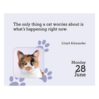 Carousel Calendars Cats Kediler 2027 Mini Günlük Masa Takvimi - 4