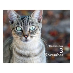 Carousel Calendars Cats Kediler 2027 Mini Günlük Masa Takvimi - 5