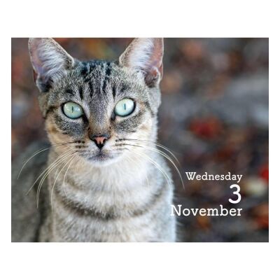 Carousel Calendars Cats Kediler 2027 Mini Günlük Masa Takvimi - 5