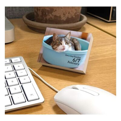 Carousel Calendars Cats Kediler 2027 Mini Günlük Masa Takvimi - 6