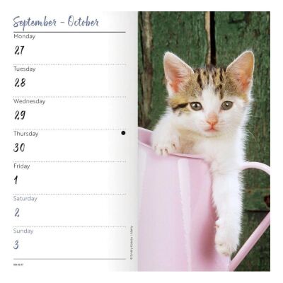 Carousel Calendars Kittens Yavru Kediler 2027 Slim Haftalık Ajanda - 6